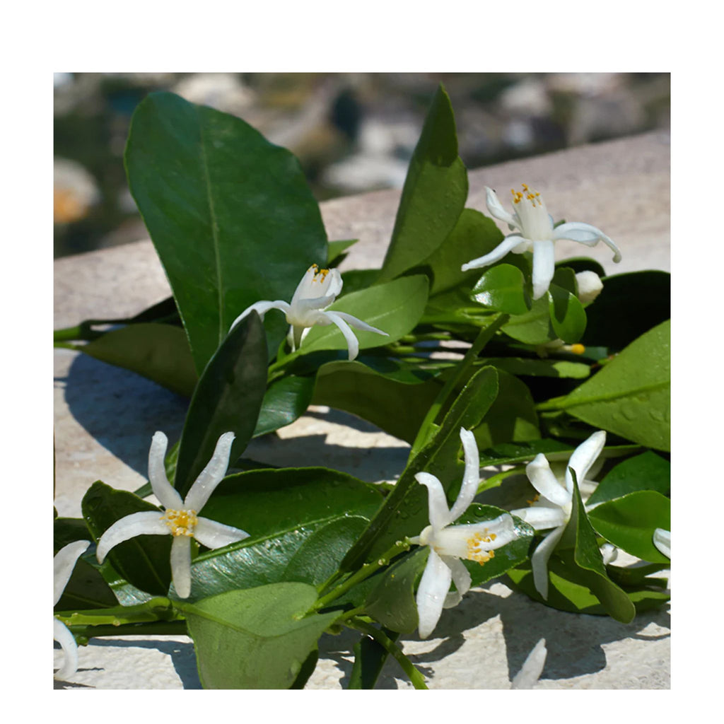 Dolce&Gabbana Devotion Apă de parfum EDP 50ml